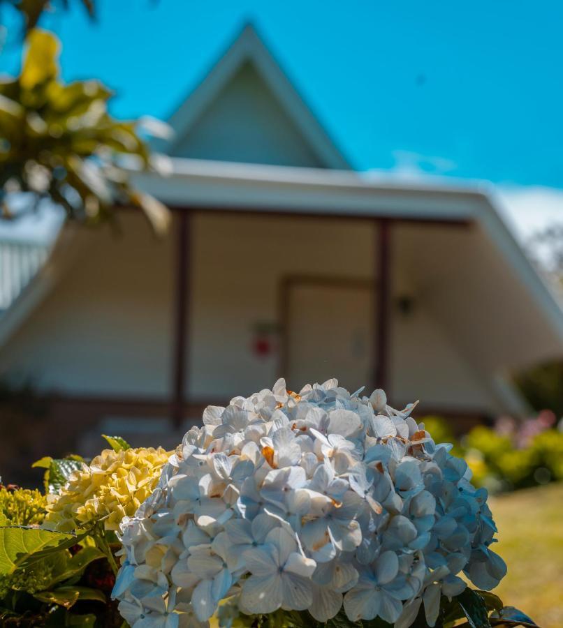 Hortensias Vara Blanca Heredia
