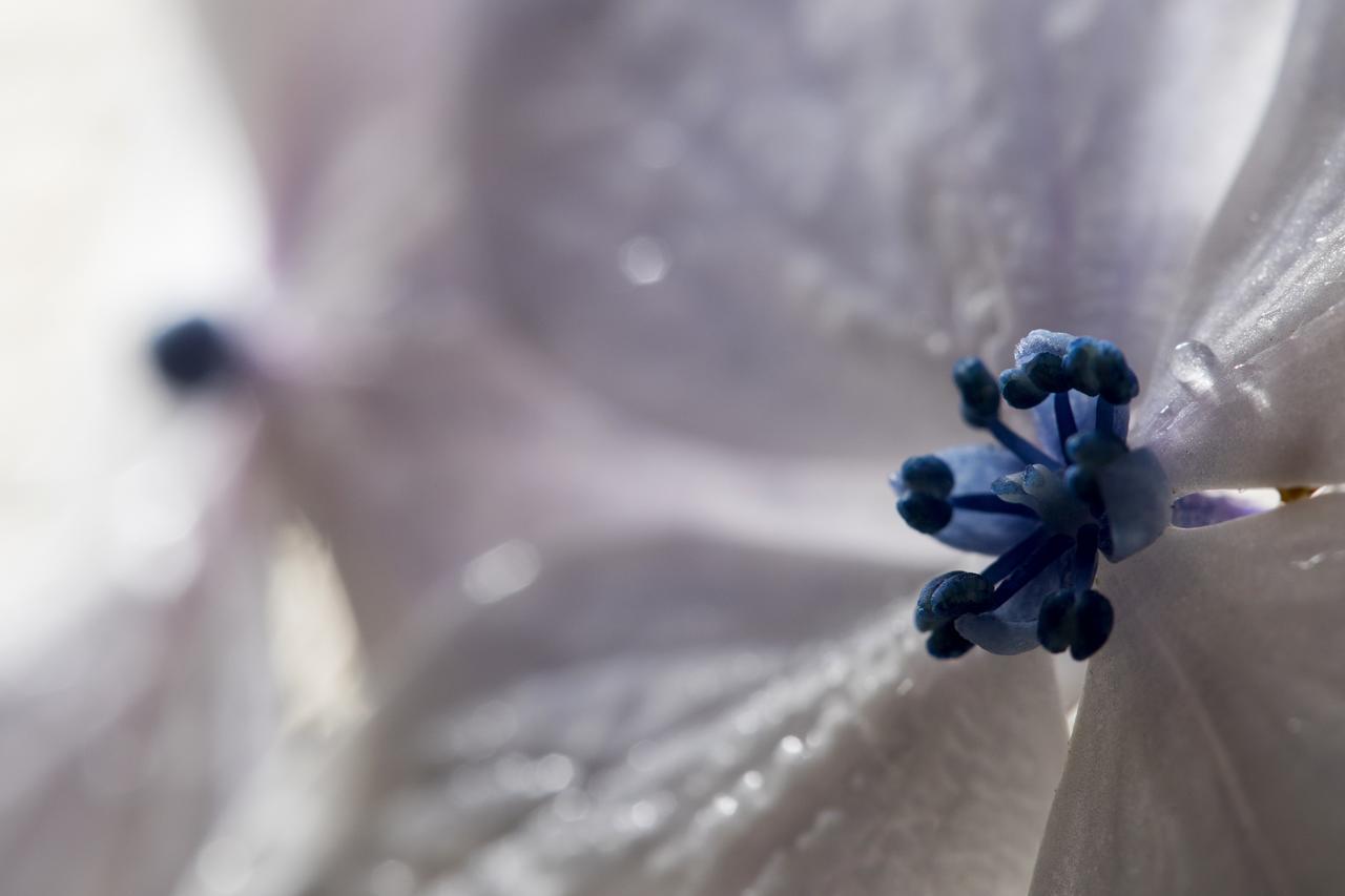 Hortensias Vara Blanca